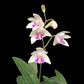 Compact Dendrobium KIngianum 'White' Orchid 