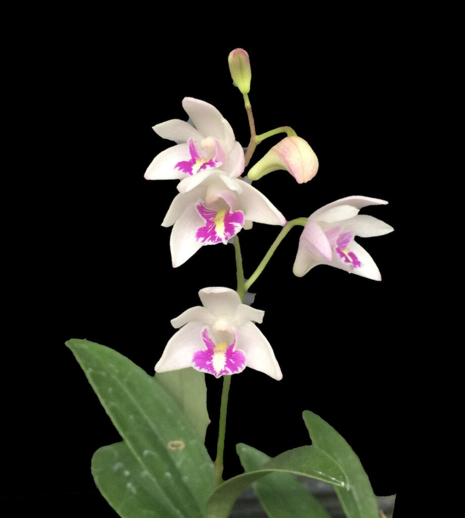 Compact Dendrobium KIngianum 'White' Orchid 