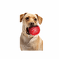 Pelotas chirriantes interactivas de 2.5” para cachorros, juguetes para la dentición, masticables para perros pequeños, limpieza dental y adiestramiento
