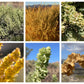 100 FOURWING SALTBRUSH Atriplex Canescens Gray Sage Brush Chamiso Desert Shrub Seeds