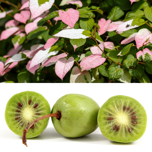 20 Variegated ARCTIC BEAUTY KIWI Fruit Edible Actinidia Kolomikta Vine Seeds