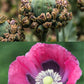 100 HENS and CHICKS Poppy Hens & Chickens Breadseed Lettuce Leaf Papaver Somniferum Flower Seeds