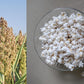75 WHITE POPPING SORGHUM Bicolor Snack Vegetable Flour Grain Seeds