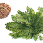 SMALL Live RESURRECTION PLANT Rose of Jericho Dinosaur Fern Miracle Air Houseplant