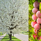 5 AMERICAN PLUM Prunus Americana Red Purple Fruit White Flower Shrub Tree Seeds
