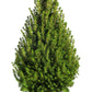 60 Organic Seeds COMMON JUNIPER (20 Berries) Juniperus Communis Tree Shrub Evergreen Conifer Blue Berry Yellow Flower aka Gin Berry Pine