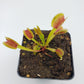 Venus flytrap (Dionaea muscipula) "Brutal Shark"