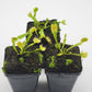Venus flytrap (Dionaea muscipula) 'Crispy sun'