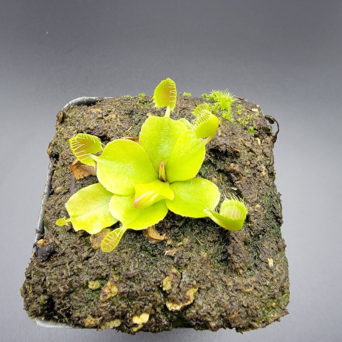 Venus flytrap (Dionaea muscipula) ‘Cupped Trap’