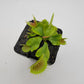 Venus flytrap (Dionaea muscipula) 'DC-XL'