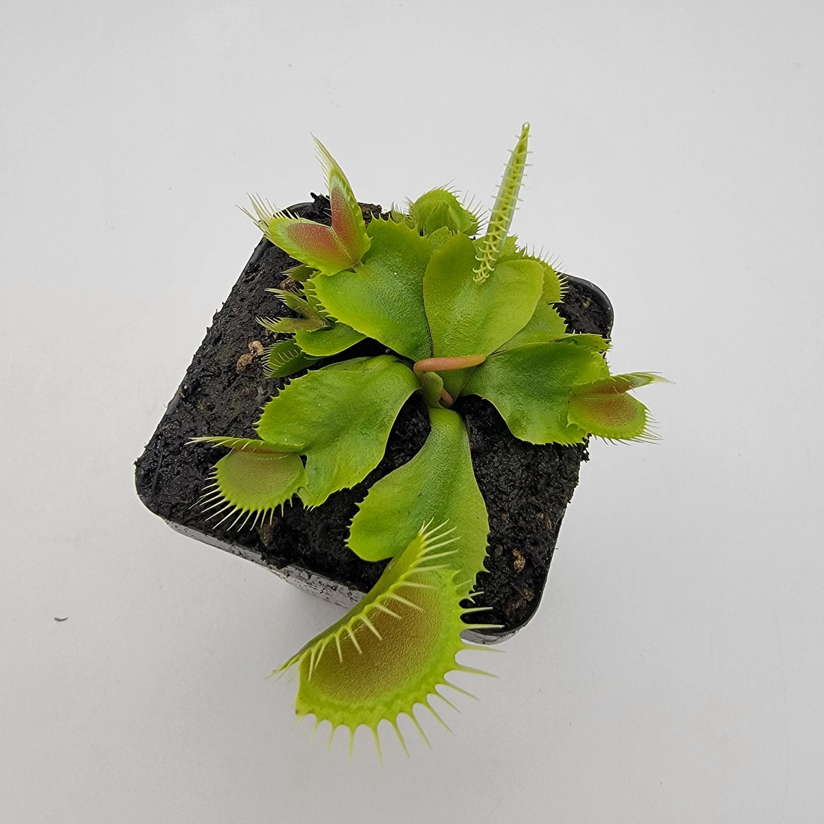 Venus flytrap (Dionaea muscipula) 'DC-XL'