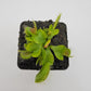 Venus flytrap (Dionaea muscipula) 'DC-XL'