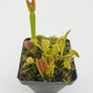 Venus flytrap (Dionaea muscipula) "Dente"
