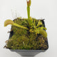 Venus flytrap (Dionaea muscipula) "Dente"