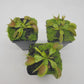 Venus flytrap (Dionaea muscipula) "Dingley Giant"