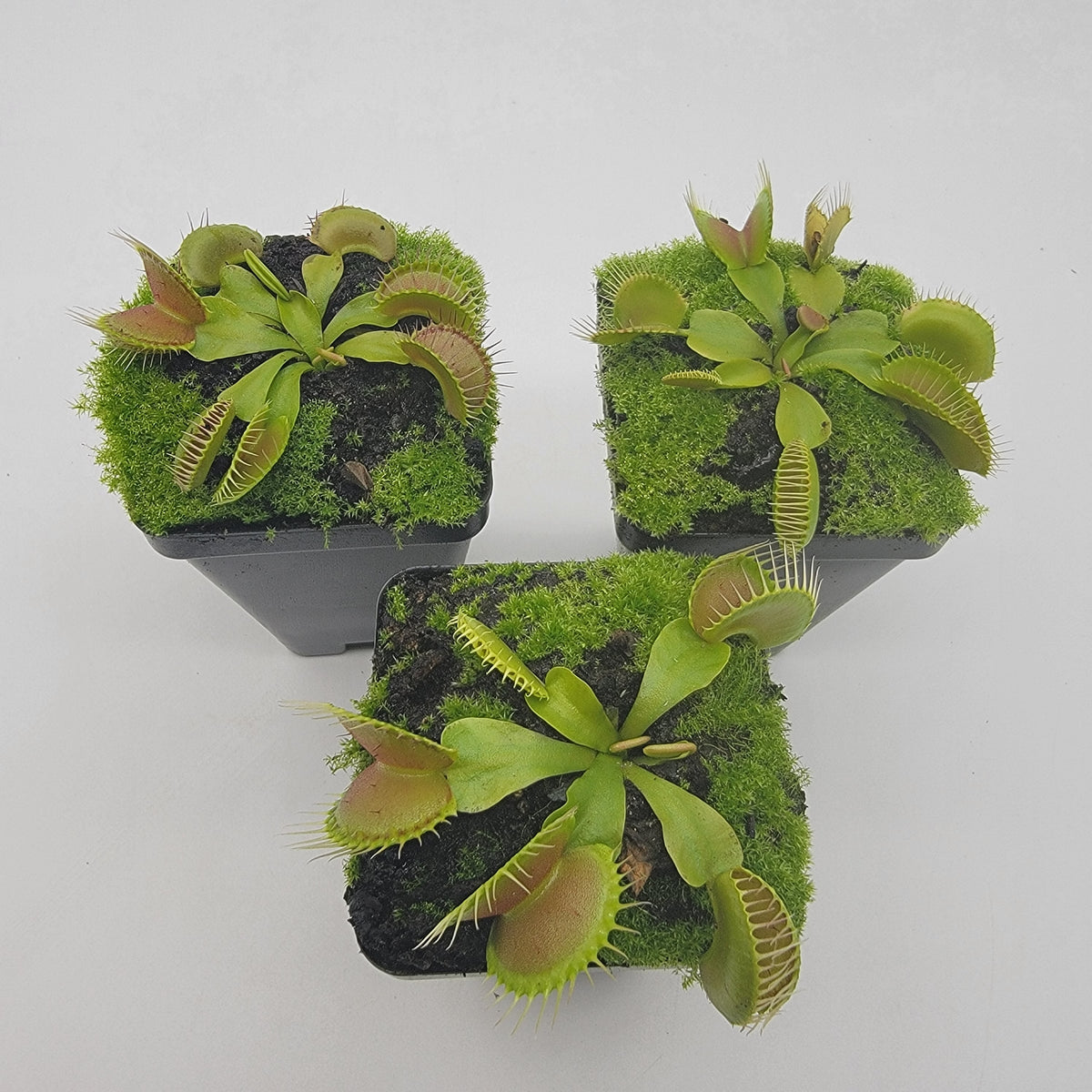 Venus flytrap (Dionaea muscipula) "Dingley Giant"