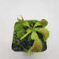 Venus flytrap (Dionaea muscipula) "Dingley Giant"