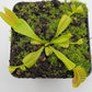 Venus flytrap (Dionaea muscipula) 'Double Trouble'
