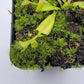 Venus flytrap (Dionaea muscipula) 'Double Trouble'