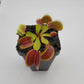 Venus flytrap (Dionaea muscipula) 'FTS Flaming Lips'