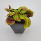 Venus flytrap (Dionaea muscipula) 'FTS Flaming Lips'