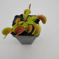 Venus flytrap (Dionaea muscipula) 'FTS Flaming Lips'