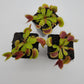 Venus flytrap (Dionaea muscipula) 'FTS Flaming Lips'