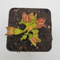 Venus flytrap (Dionaea muscipula) "GJ Giant Cudo"