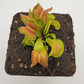 Venus flytrap (Dionaea muscipula) "GJ Giant Cudo"