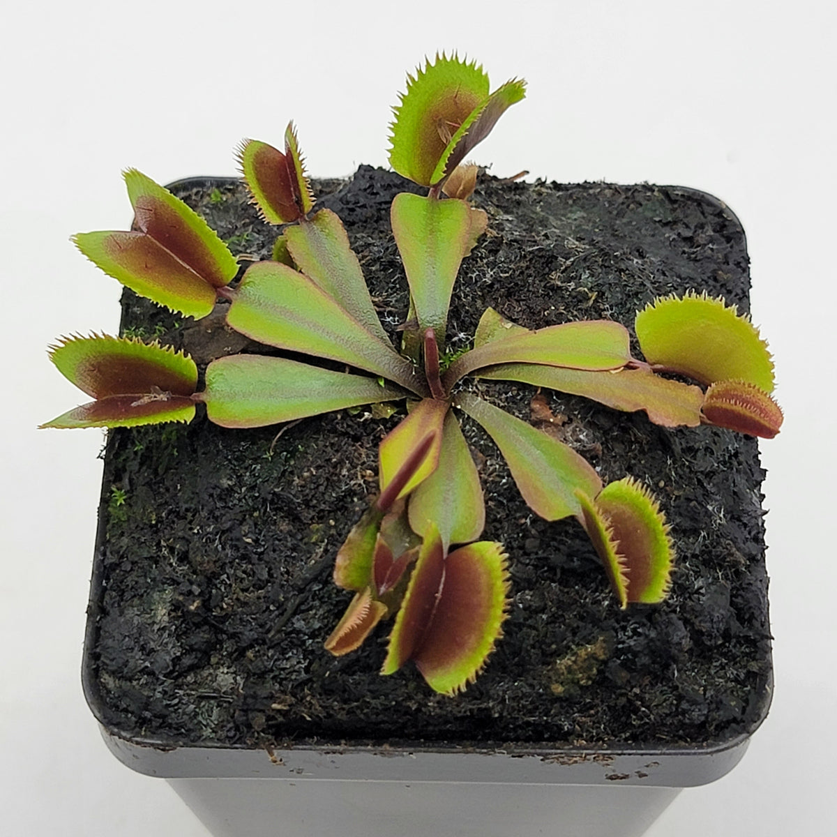 Venus flytrap (Dionaea muscipula)  "Midnight"