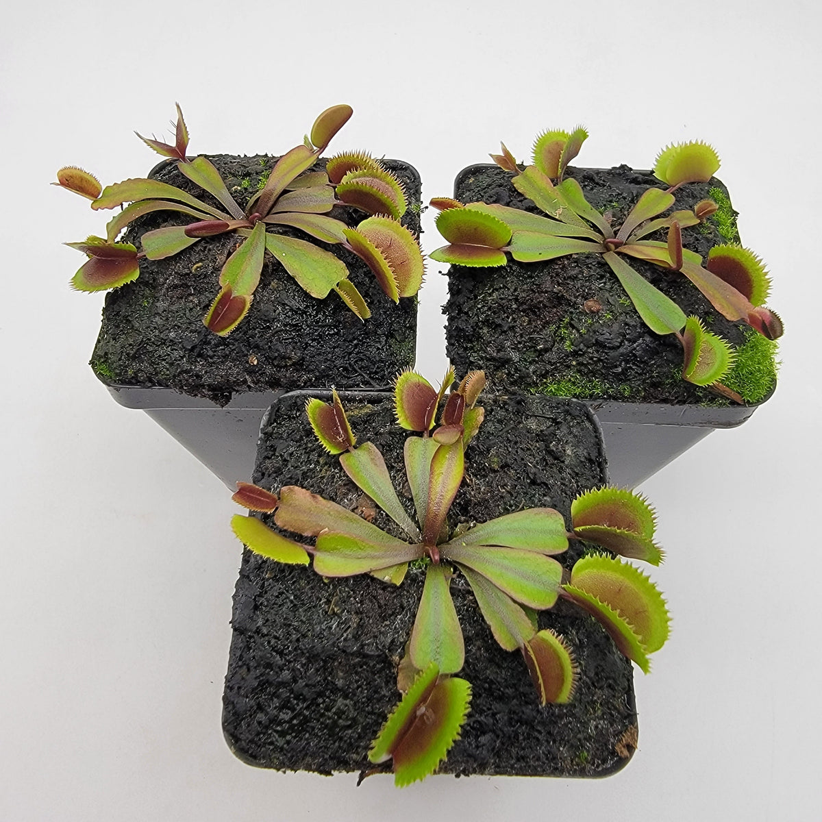 Venus flytrap (Dionaea muscipula)  "Midnight"