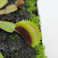 Venus flytrap (Dionaea muscipula)  "Midnight"