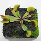 Venus flytrap (Dionaea muscipula)  "Midnight"