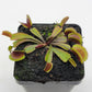 Venus flytrap (Dionaea muscipula)  "Midnight"