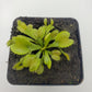 Venus flytrap (Dionaea muscipula) 'Moon trap'