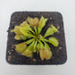 Venus flytrap (Dionaea muscipula) 'Moon trap'