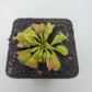 Venus flytrap (Dionaea muscipula) 'Moon trap'
