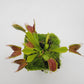 Venus flytrap (Dionaea muscipula)  "Pinnacle" x 'DC-XL'