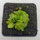 Venus flytrap (Dionaea muscipula) "GJ Rose"