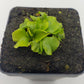 Venus flytrap (Dionaea muscipula) "GJ Rose"