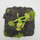 Venus flytrap (Dionaea muscipula) ‘Spiderman’