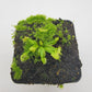 Venus flytrap (Dionaea muscipula) ‘Spiderman’