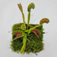 Venus flytrap (Dionaea muscipula) 'Trev's Dracula'