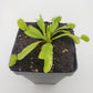 Venus flytrap (Dionaea muscipula) 'Triton'