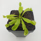 Venus flytrap (Dionaea muscipula) 'Triton'