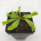 Venus flytrap (Dionaea muscipula) 'Triton'
