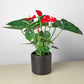 Anthurium 'Red'
