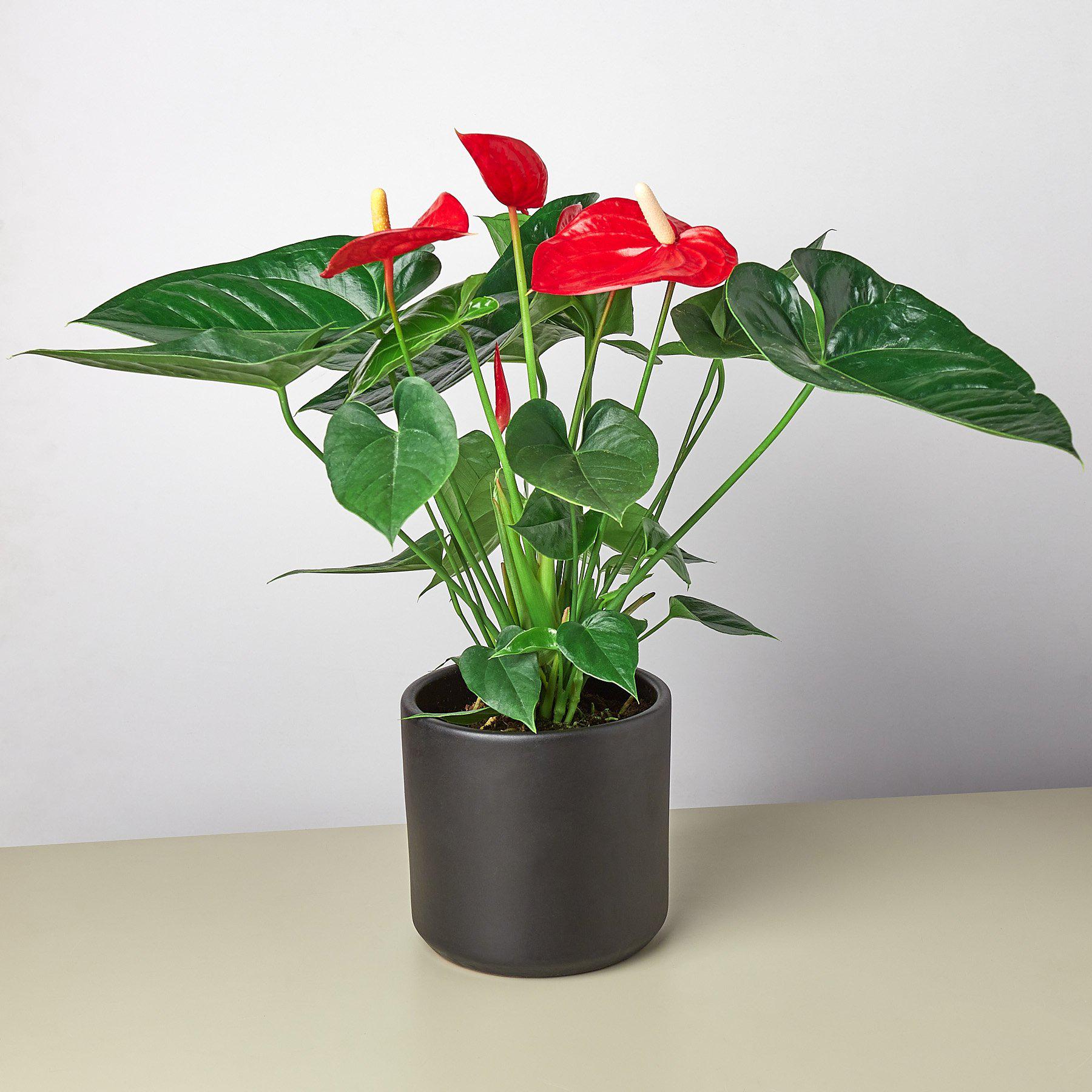 anthurium new pahoa red Anthurium 'Red' Size 6 Pot,Pot Type:Nursery Pot