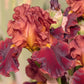 Valentino Fragrant Bearded Iris Potted Quart Pot