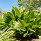 100 VIRGINIA BUNCHFLOWER LILY (White Hellebore / Corn Lily) Melanthium Virginicum Veratrum Flower Seeds